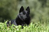 SCHIPPERKE 667